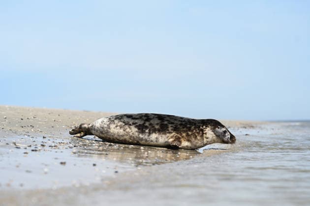 Release of two gray seals A gray seal on its way into the water of the North Sea Norddeich Lower Saxony Germany Copyright: xdiebildwerftx