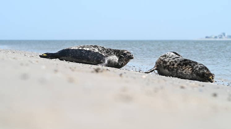 Release of two gray seals Two gray seals on their way into the water of the North Sea Norddeich Lower Saxony Germany Copyright: xdiebildwerftx