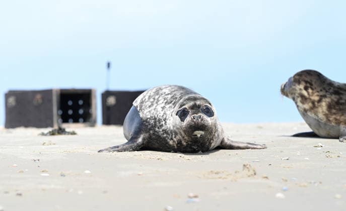 Release of two gray seals Two gray seals on their way into the water of the North Sea Norddeich Lower Saxony Germany Copyright: xdiebildwerftx