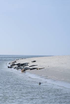 Seals in their natural habitat Numerous seals and gray seals lie on a sandbank off Juist in the sun Norddeich Lower Saxony Germany Copyright: xdiebildwerftx