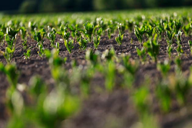 In May, sugar beets are still growing as young plants in even rows in the field near Cologne Their small, vibrant green leaves are slowly spreading out while the beet is developing under the soil Themed picture, symbolic picture Frechen, 24 05 2026 NRW Germany Copyright: xChristophxHardtx
