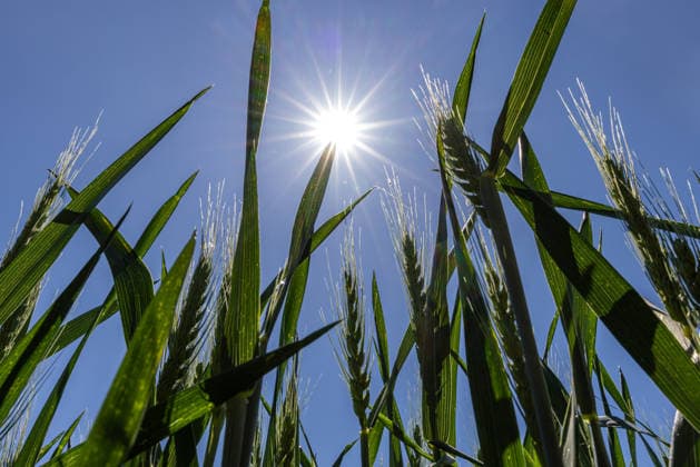 Summer sun The sun shines down from the blue sky on a cornfield near Frankfurt am Main The weather is expected to remain sunny and warm for the next few days Frankfurt am Main Hesse Germany 2026-05-25_sommer_sonne_hitze_02
