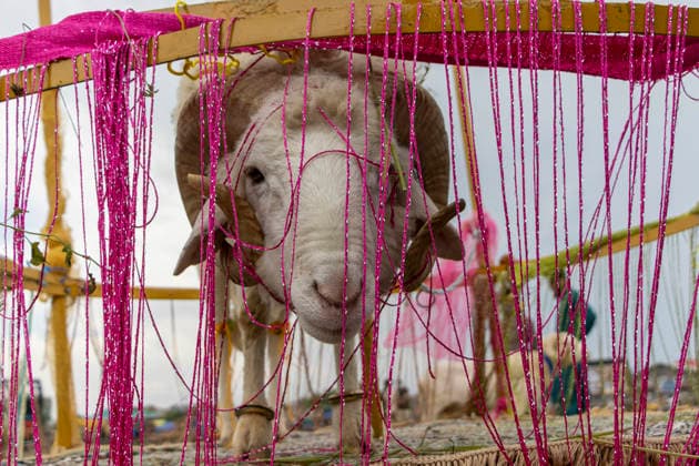 News Bilder des Tages May 25, 2026, Srinagar, Jammu And Kashmir, India: A sacrificial sheep is seen for sale at a livestock market ahead of the Muslim festival of Eid al Adha in Srinagar, the summer capital of Indian Kashmir. Srinagar India  - ZUMAf191 20260525_zip_f191_001 Copyright: xUmarxFarooqx
