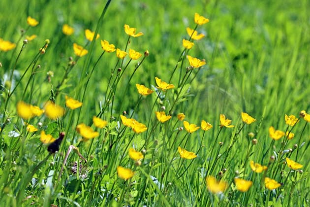 Wild herbs in the landscape The yellow flowers of the creeping buttercup on a very hot day