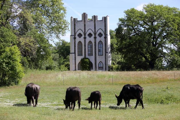 Water buffalo grazing at the dairy on the Pfaueninsel in Berlin, May 28, 2026 Arrival water buffalo Pfaueninsel Berlin