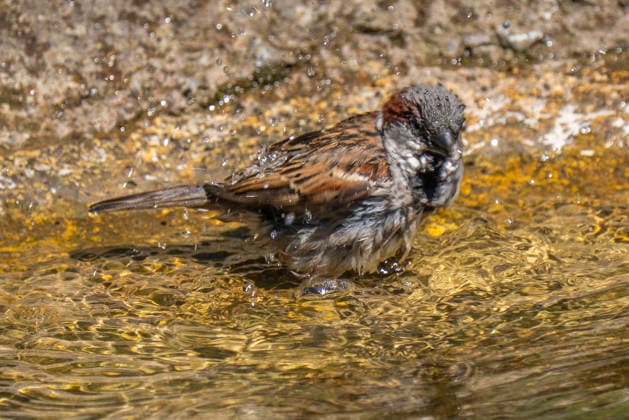 A bathing house sparrow Passer domesticus in Berlin Friedrichsfelde