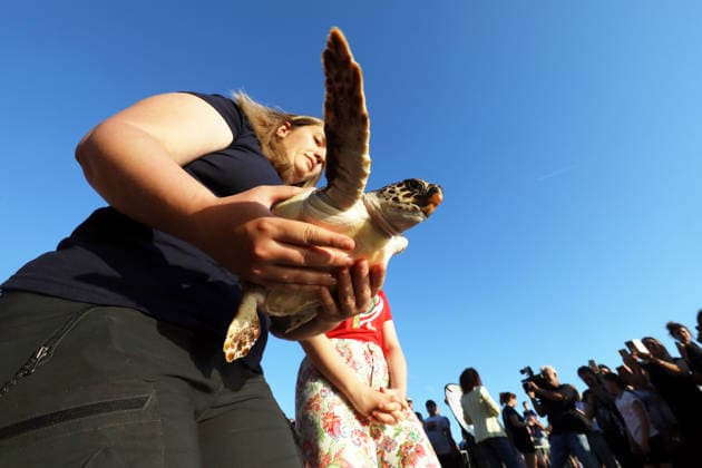 Rehabilitated sea turtles returned to Adriatic Six rehabilitated loggerhead turtles returned to the Adriatic Sea off Pula, Croatia, on May 29, 2026, after recovery at the Pula Aquarium.  SasaxMiljevic PIXSELL