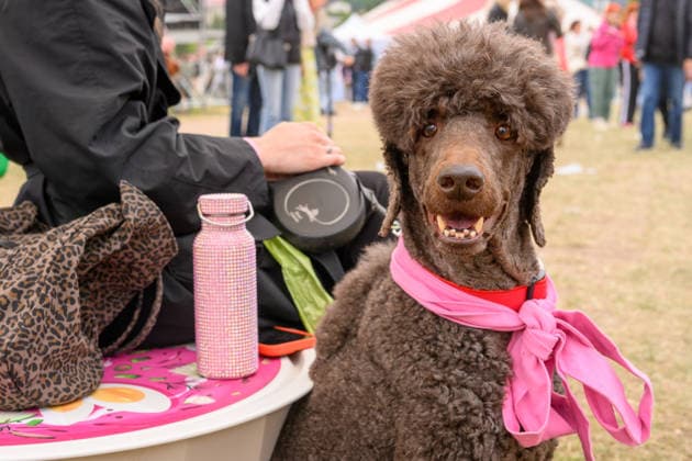 Vilnius hosts fourth edition of Pink Soup Fest VILNIUS, LITHUANIA - MAY 31: A dog is seen as visitors attend the fourth edition of the Pink Soup Fest, with the event running for three days for the first time in Vilnius, Lithuania, on May 31, 2026. Organizers say the festival drew more than 93,000 visitors last year, and this year’s program includes food, performances and public events across the city center. Yauhen Yerchak Anadolu Vilnius Lithuania. Editorial use only. Please get in touch for any other usage.  Copyright: x2026xAnadoluxYauhenxYerchakx