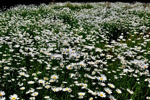 Field of Oxeye Daisies A field of Oxeye daisies carpet farmland in the afternoons sunshine. (Leucanthemum vulgare), commonly known as the ox-eye daisy, oxeye daisy, dog daisy, marguerite and other common names, is a widespread flowering plant native to Europe. A typical grassland plant, the oxeye daisy thrives on roadside verges and waste ground, as well as in traditional hay meadows and along field margins., Credit:Geoffrey Swaine Geoff Swaine - B4563 Avalon UK, Oxfordshire, Binfield Heath Copyright: xGeoffreyxSwainex xGeoffxSwainex-xB4563x xAvalonx 1107112704