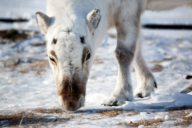 A wild reindeer on the island of Spitsbergen, Svalbard, Norway Copyright: xleafx Panthermedia68313956.jpg