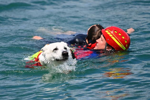 Water rescue service presents a rescue exercise with a specially trained water rescue dog Rescuers and service dog in the water, rescue a young swimmer, rescue DLRG presents its rapid intervention group for rescue operations on the water Bavarian safety on a