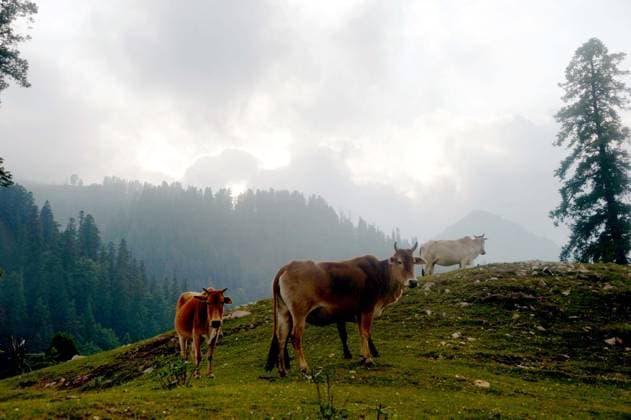 News Bilder des Tages June 3, 2026, Pakistan: Cows Grazing in Leepa Valley, Azad Jammu and Kashmir During Cloudy Summer Weather Pakistan  - ZUMAas3_ 20260603_zaf_as3_024 Copyright: xPPIx