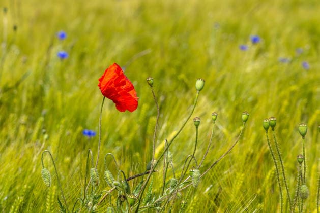 Friendly June weather The sun shines on blooming poppies in a field , Wehrheim Hessen Germany