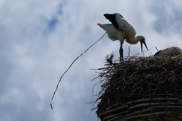 June 9, 2026, Frankfurt, Hesse, Germany: A family of storks is seen in their nest in Frankfurt am Main, Germany. Frankfurt Germany - ZUMAb332 20260609_zip_b332_004 Copyright: xMatiasxBasualdox