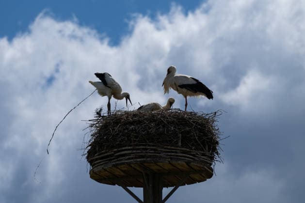 June 9, 2026, Frankfurt, Hesse, Germany: A family of storks is seen in their nest in Frankfurt am Main, Germany. Frankfurt Germany - ZUMAb332 20260609_zip_b332_007 Copyright: xMatiasxBasualdox