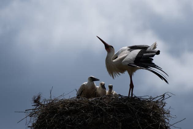 June 9, 2026, Frankfurt, Hesse, Germany: A family of storks is seen in their nest in Frankfurt am Main, Germany. Frankfurt Germany - ZUMAb332 20260609_zip_b332_013 Copyright: xMatiasxBasualdox