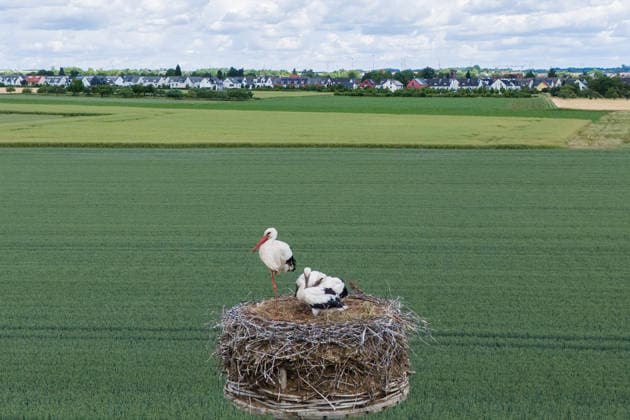 June 9, 2026, Frankfurt, Hesse, Germany: A family of storks is seen in their nest in Frankfurt am Main, Germany. Frankfurt Germany - ZUMAb332 20260609_zip_b332_019 Copyright: xMatiasxBasualdox