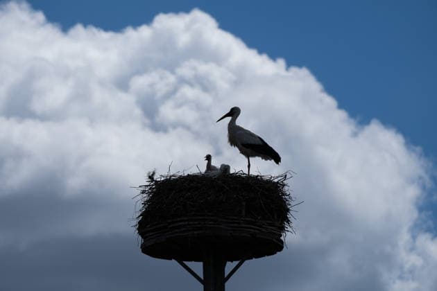 June 9, 2026, Frankfurt, Hesse, Germany: A family of storks is seen in their nest in Frankfurt am Main, Germany. Frankfurt Germany - ZUMAb332 20260609_zip_b332_021 Copyright: xMatiasxBasualdox