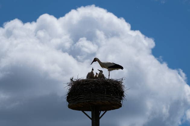 June 9, 2026, Frankfurt, Hesse, Germany: A family of storks is seen in their nest in Frankfurt am Main, Germany. Frankfurt Germany - ZUMAb332 20260609_zip_b332_022 Copyright: xMatiasxBasualdox