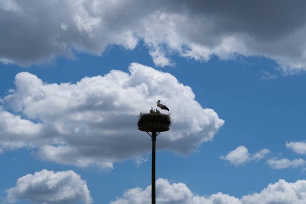 June 9, 2026, Frankfurt, Hesse, Germany: A family of storks is seen in their nest in Frankfurt am Main, Germany. Frankfurt Germany - ZUMAb332 20260609_zip_b332_023 Copyright: xMatiasxBasualdox