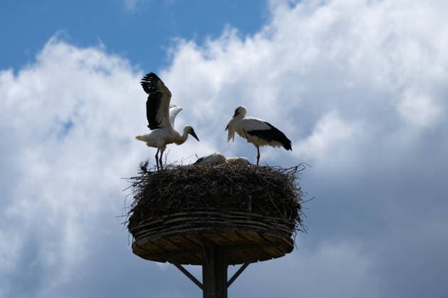 June 9, 2026, Frankfurt, Hesse, Germany: A family of storks is seen in their nest in Frankfurt am Main, Germany. Frankfurt Germany - ZUMAb332 20260609_zip_b332_025 Copyright: xMatiasxBasualdox