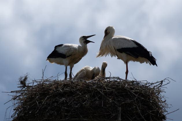 June 9, 2026, Frankfurt, Hesse, Germany: A family of storks is seen in their nest in Frankfurt am Main, Germany. Frankfurt Germany  - ZUMAb332 20260609_zip_b332_026 Copyright: xMatiasxBasualdox