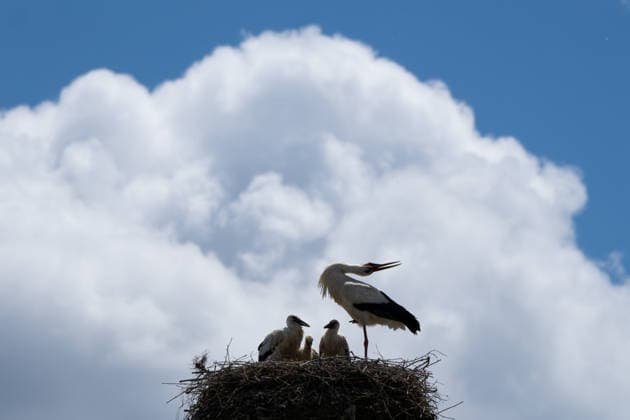 June 9, 2026, Frankfurt, Hesse, Germany: A family of storks is seen in their nest in Frankfurt am Main, Germany. Frankfurt Germany - ZUMAb332 20260609_zip_b332_027 Copyright: xMatiasxBasualdox