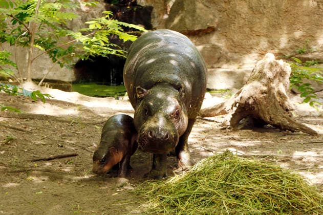 Pygmy hippos at a photo session on the occasion of the naming ceremony for the pygmy hippo cub Brötchen at Zoo Berlin Berlin, 10 06 2026 Foto:xA.xBuggex xFuturexImagex meiklokjes_6608