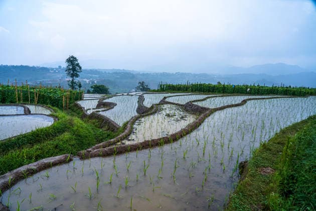 Paddy Planting Season Begins In Nepal Farmers plant paddy using traditional methods on the outskirts of Kathmandu, Nepal, on June 10, 2026, as the monsoon season begins. Kathmandu bagmati Nepal  Copyright: xAmbirxTolangx originalFilename: tolang-paddypla260610_npKWh