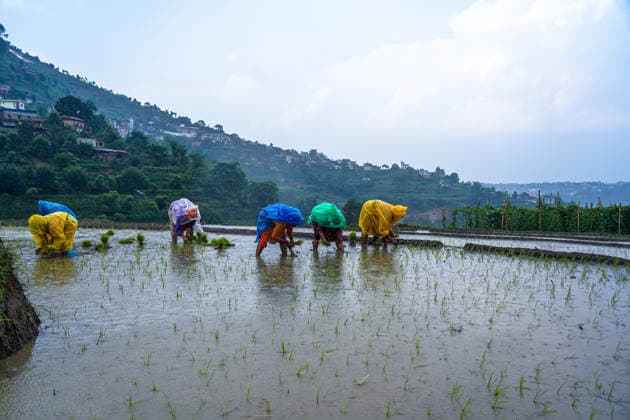 Paddy Planting Season Begins In Nepal Farmers plant paddy using traditional methods on the outskirts of Kathmandu, Nepal, on June 10, 2026, as the monsoon season begins. Kathmandu bagmati Nepal  Copyright: xAmbirxTolangx originalFilename: tolang-paddypla260610_nppYs