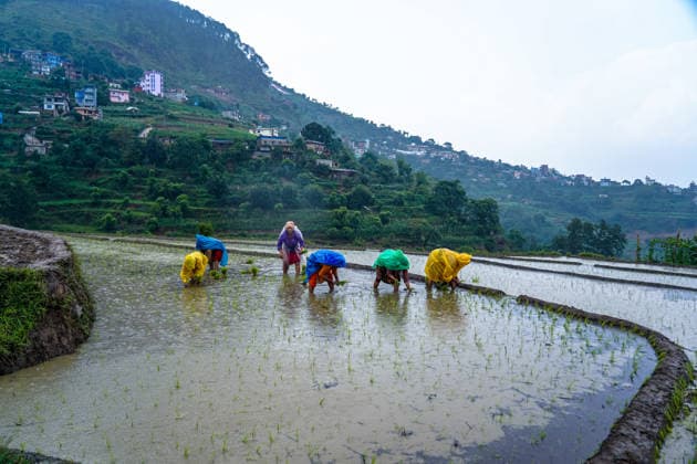 Paddy Planting Season Begins In Nepal Farmers plant paddy using traditional methods on the outskirts of Kathmandu, Nepal, on June 10, 2026, as the monsoon season begins. Kathmandu bagmati Nepal  Copyright: xAmbirxTolangx originalFilename: tolang-paddypla260610_npU6Z