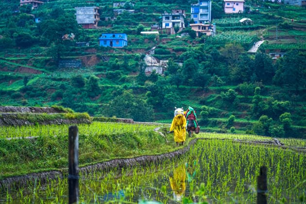 Paddy Planting Season Begins In Nepal Farmers return home after completing paddy planting on the outskirts of Kathmandu, Nepal, on June 10, 2026. Kathmandu bagmati Nepal  Copyright: xAmbirxTolangx originalFilename: tolang-paddypla260610_npv4U