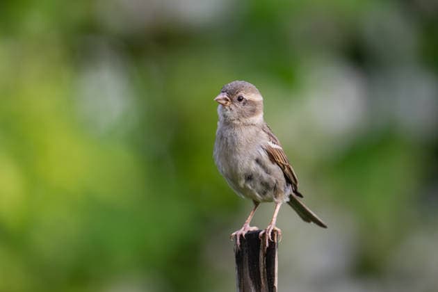 Female house sparrow sitting on garden plug at feeding place, garden, Wilnsdorf, Siegerland, North Rhine-Westphalia, Germany, 12 6 2026 Copyright: xDirkxManderbachx