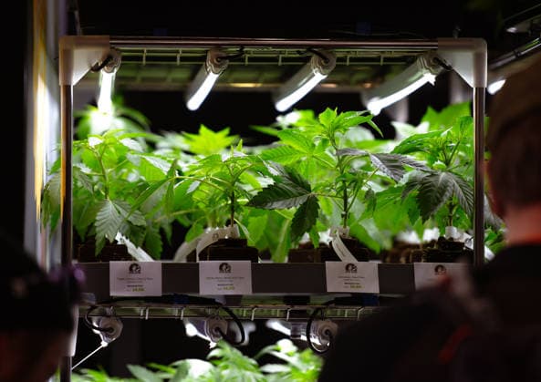 13 06 2026, xlakx, Entertainment, Mary Jane Berlin 2026 v l Cannabis young plants are exhibited in a lighted presentation shelf The event presents exhibitors from the cannabis, medicine, lifestyle and hemp products sectors Berlin Daniel Lakomski