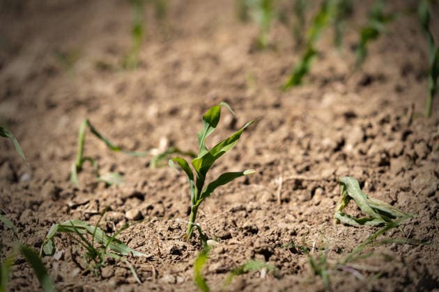 Bavaria, Germany June 14, 2026: Parched farmland and weakened young plants illustrate the consequences of drought and water scarcity. The image symbolizes climate change, crop failures, declining yields, and the strain that extreme weather conditions place on agriculture.