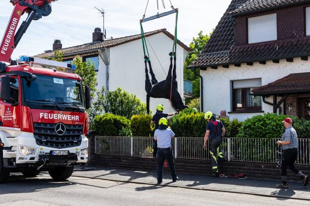 Horse Falls into Basement Stairwell; Fire Department Must Dismantle Railing; Crane Rescues Animal After Sedation; Clin