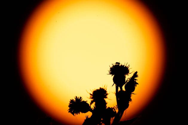 Sunrise An insect sits on the flower of a plant at sunrise Frankfurt am Main, Hesse, Germany,detected_source_language 2026-06-22_ffm_sonnenaufgang_06