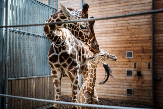 Giraffe Calf Born at Copenhagen Zoo A newborn giraffe calf in the stable with its mother at Copenhagen Zoo on Monday, June 22, 2026. The birth took place on Monday, June 22 in the morning. A giraffe is pregnant for about 15 months and gives birth to one calf, which at birth is almost two meters tall and weighs 50–60 kilos. Photo by Sebastian Elias Uth, Ritzau Scanpi  Copyright: SebastianxEliasxUthx spdk20260622-165929-L