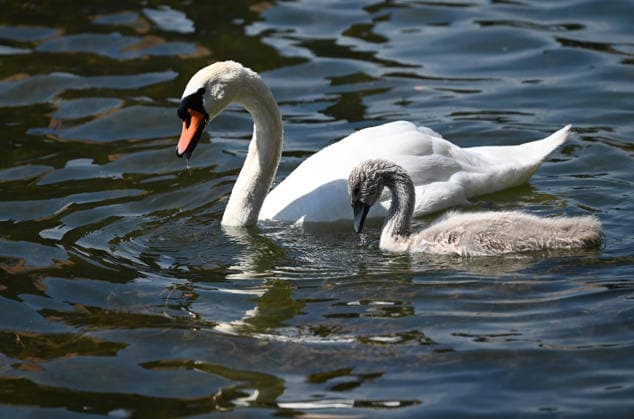 A swan swims with its cygnets—a swan family—in Duisburgs inner harbor on June 22, 2026,,detected_source_language