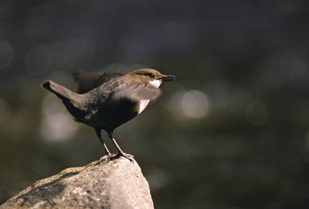 cinclus cinclus, dipper, wasseramsel, balz, balzverhalten, birds, courtship display, leo, male, männchen, passeri, singvögel, songbirds, vögel Cinclus cinclus, dippers, dippers, courtship behavior, birds, courtship display, leo, male, passeri, songbirds, birds Copyright: imageBROKER FrankxLeo iblfkl18157530.jpg