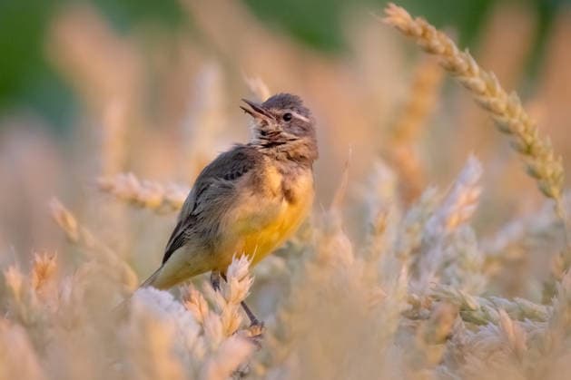 Yellow Wagtail in a Wheat Field A yellow wagtail perches in a wheat field near Frankfurt am Main one morning. Frankfurt am Main, Hesse, Germany 2026-06-28_natur_schafstelze_15