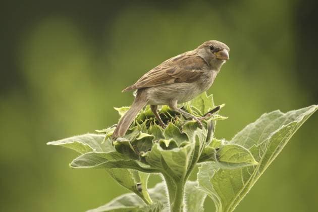 Haussperling (Passer domesticus) flügger Jungvogel auf Sonnenblume im Garten, Allgäu, Bayern, Deutschland House Sparrow (Passer domesticus) – a fledgling perched on a sunflower in the garden, Allgäu, Bavaria, Germany Copyright: imageBROKER DieterxHopf ibxdeh18226545.jpg
