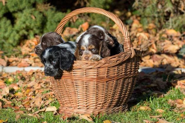 family of English Cocker Spaniel puppy in basket, autumn outdoor sunny day Copyright: xartushx Panthermedia73112552.jpg