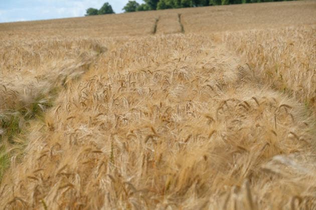 A green barley field in Hohnstedt, in the Northeim district of the state of Lower Saxony; a barley field during the grain harvest