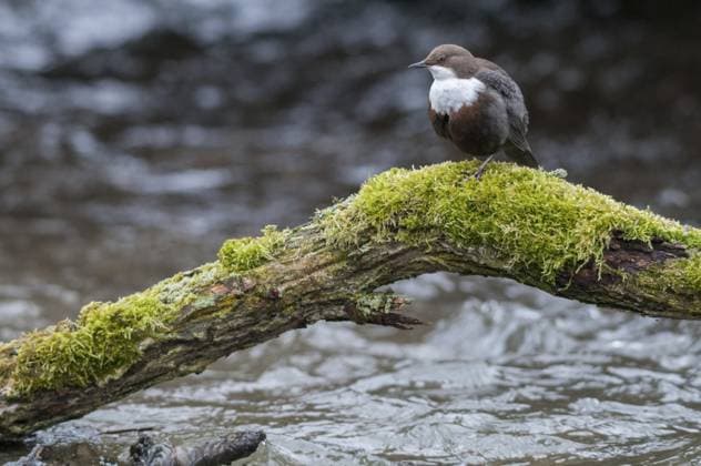 cinclus cinclus, dipper, wasseramsel, birds, passeri, singvögel, songbirds, vögel Cinclus cinclus, dippers, birds, passeri, songbirds, songbirds, birds Copyright: imageBROKER FrankxLeo ibxfkl18254328.jpg