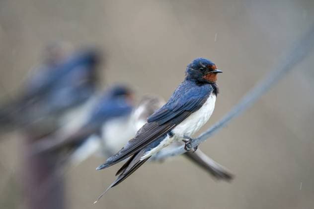 hirundo rustica, house martin, rauchschwalbe, swallow, birds, passeri, schwalben, singvögel, songbirds, vögel Hirundo rustica, house martin, swallow, birds, passeri, swallows, songbirds, songbirds, birds Copyright: imageBROKER FrankxLeo ibxfkl18257986.jpg