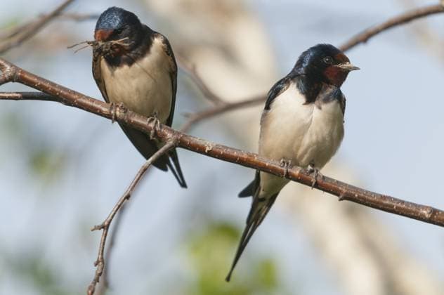 hirundo rustica, house martin, rauchschwalbe, swallow, birds, nestbau, passeri, schwalben, singvögel, songbirds, vögel Hirundo rustica, house martin, swallow, birds, nest building, passeri, swallows, songbirds, songbirds, birds Copyright: imageBROKER FrankxLeo ibxfkl18273065.jpg