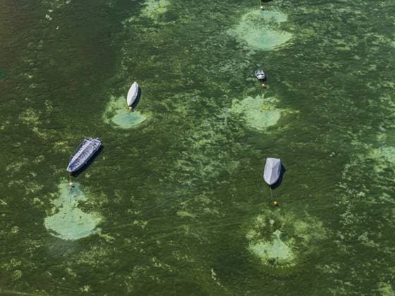 Trockenheit am Bodensee. Der Yachthafen von Mannenbach-Salenstein im Kanton Thurgau liegt fast vollständig trocken. Luftbild. Vor den Bootsstegen liegen Boote an einer Boje. Der Seegrund ist deutlich sichtbar. Mannenbach-Salenstein, Kanton Thurgau, Schweiz Drought on Lake Constance. The marina of Mannenbach-Salenstein in the canton of Thurgau is almost completely dry. aerial view. Boats are moored on a buoy in front of the boat docks. The lake bed is clearly visible. Mannenbach-Salenstein, Canton of Thurgau, Switzerland Copyright: imageBROKER ArnulfxHettrich ibxhet18392867