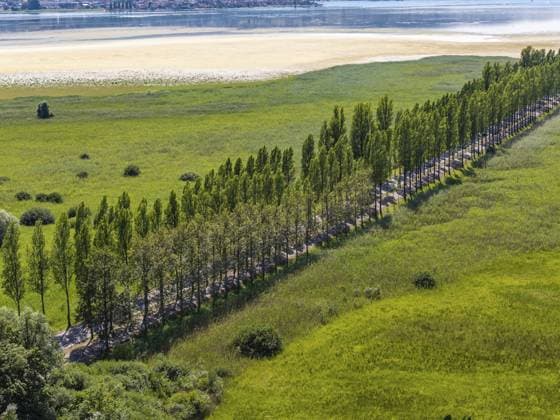 Die 1.300 Meter lange Pappelallee auf dem Reichenauer Damm verbindet das Festland bei Konstanz mit der UNESCO-Welterbeinsel Reichenau im Bodensee. Der markante Damm markiert das südliche Ende der Deutschen Alleenstraße. Der Wasserstand am Bodensee ist deutlich unter dem Normalpegel. Landschaft Wollmatinger Ried. Reichenau, Baden-Württemberg, Deutschland The 1, 300 meter long poplar alley on Reichenauer Damm connects the mainland near Constance with the UNESCO World Heritage island of Reichenau in Lake Constance. The distinctive dam marks the southern end of the German Avenue Road. The water level on Lake Constance is well below normal. Wollmatinger Ried landscape. Reichenau, Baden-Württemberg, Germany Copyright: imageBROKER ArnulfxHettrich ibxhet18393686.jpg