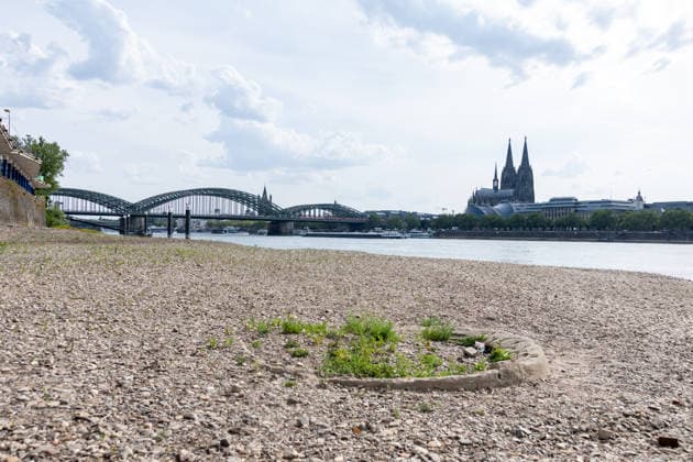 Low Water Levels on the Rhine in Cologne: Vegetation on the Exposed Riverbed Exposed riverbed on the Deutz side of the Rhine in Cologne at a water level of 100 cm The low water levels have persisted long enough that the first plants are already taking root on the exposed gravel banks. In the background are the Hohenzollern Bridge and Cologne Cathedral. Cologne, North Rh Copyright: xMarcxJohnx